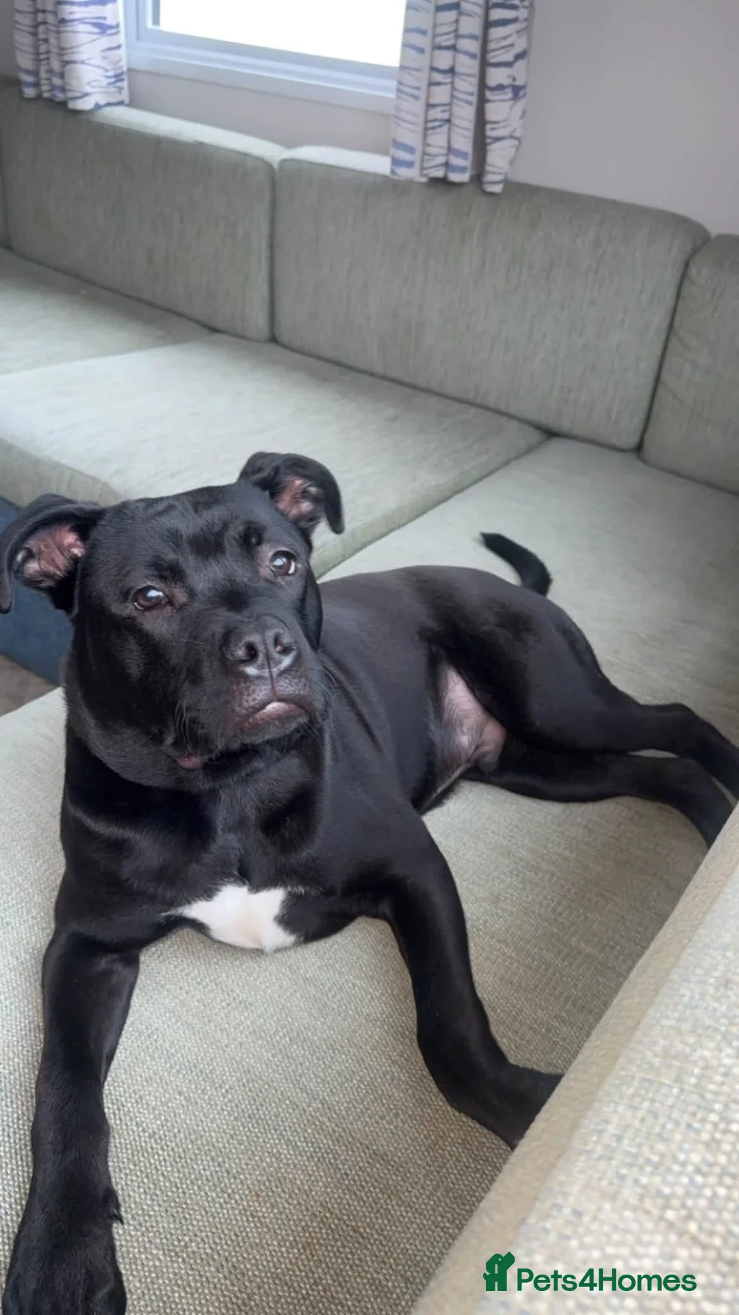 Mixed Breed dogs for sale: Staffy dog  in Macclesfield - Advert 2