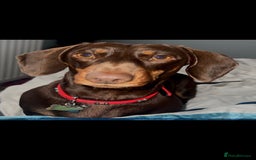 Dachshund dogs for sale: 1x puppy Dachshund - Image 6