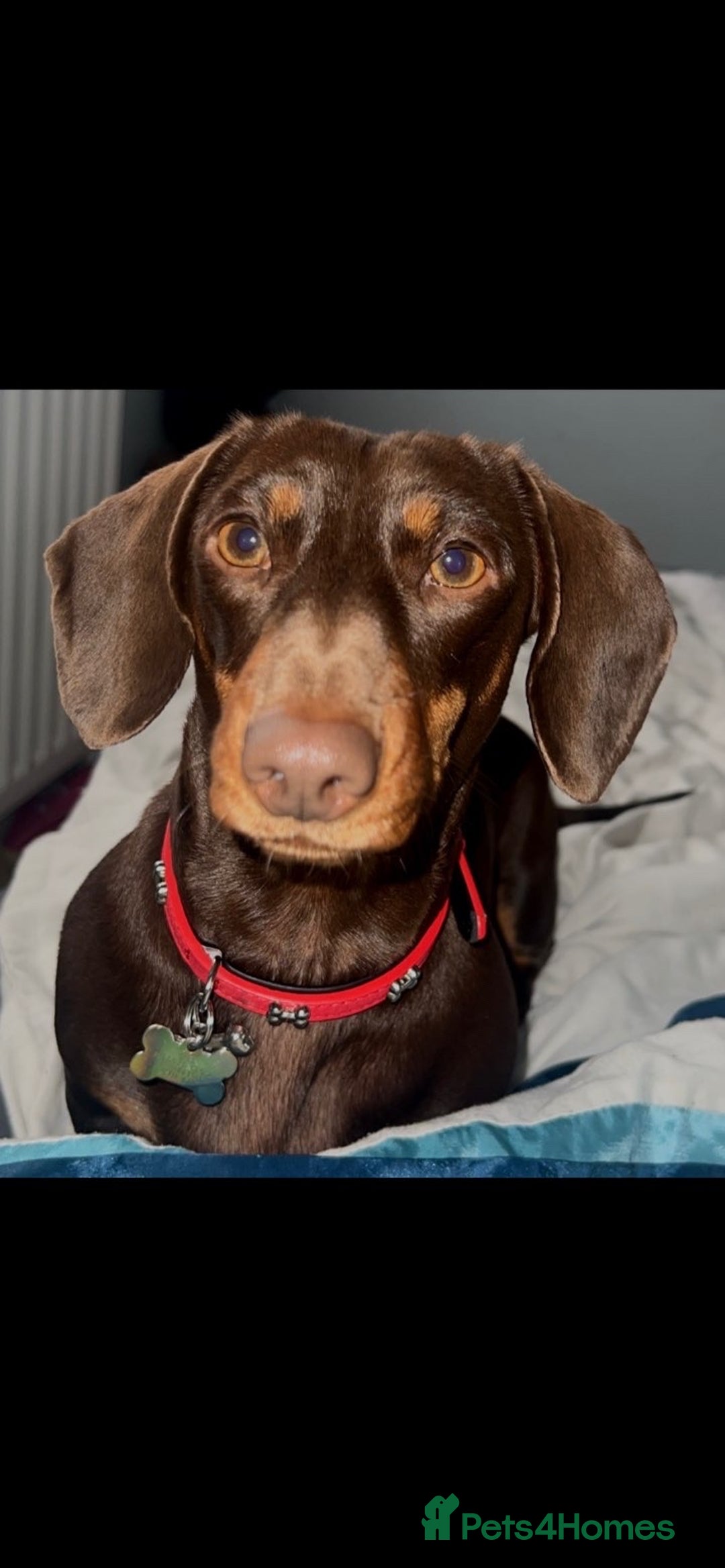 Dachshund dogs for sale: 1x puppy Dachshund - Image 6