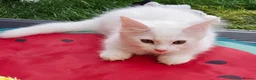 Mixed Breed cats for sale: Little cuties - Advert 8