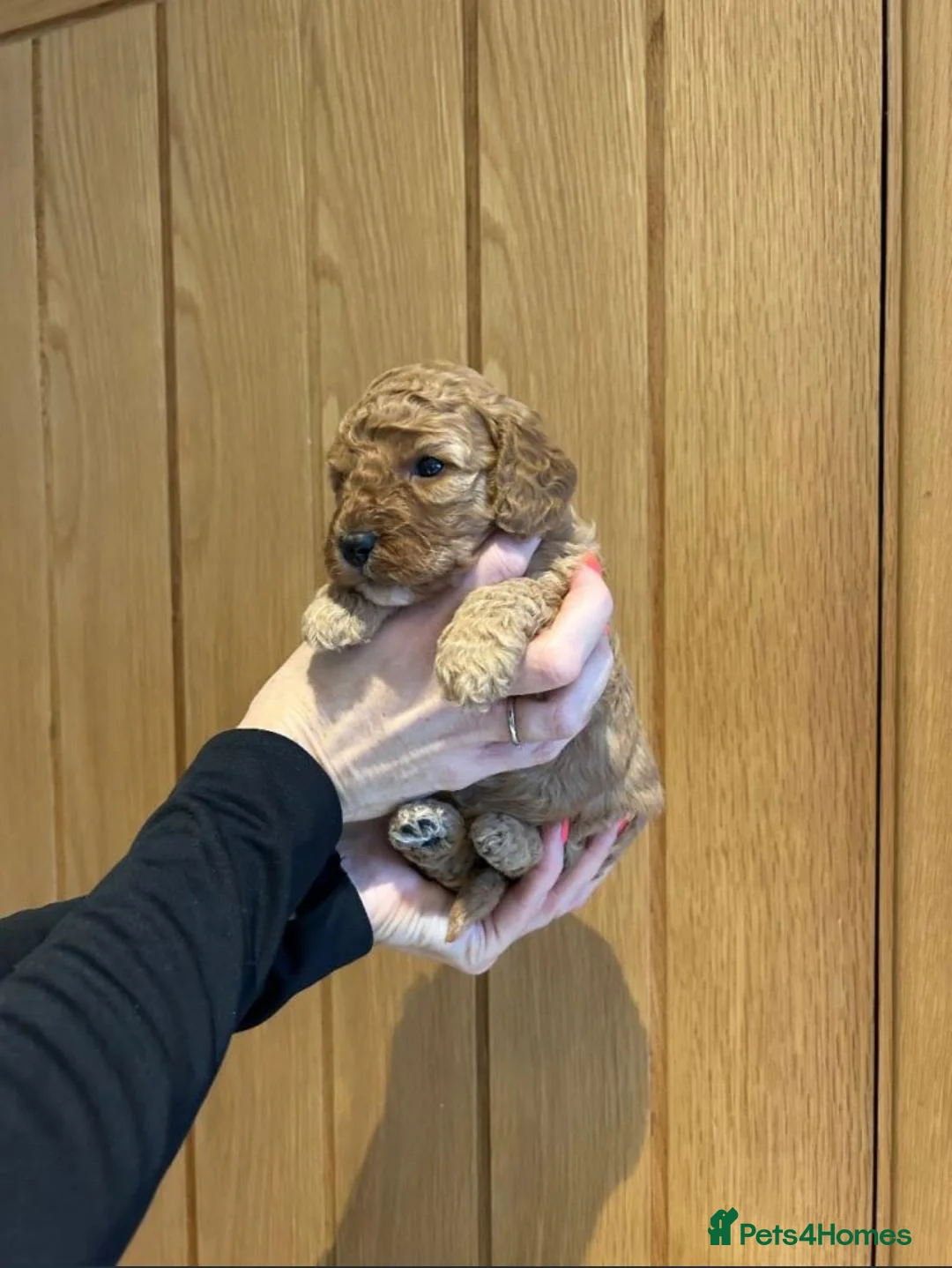 Cavapoo dogs for sale: Beautiful Cavapoo Puppies Ready for Loving Home in Manchester - Advert 8