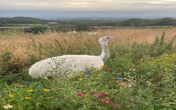 Mixed Breed livestock for sale: White Rhea Chicks & Hatching Rhea Eggs - Image 3