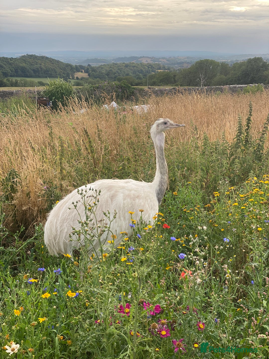 Mixed Breed livestock for sale: White Rhea Chicks & Hatching Rhea Eggs - Image 3