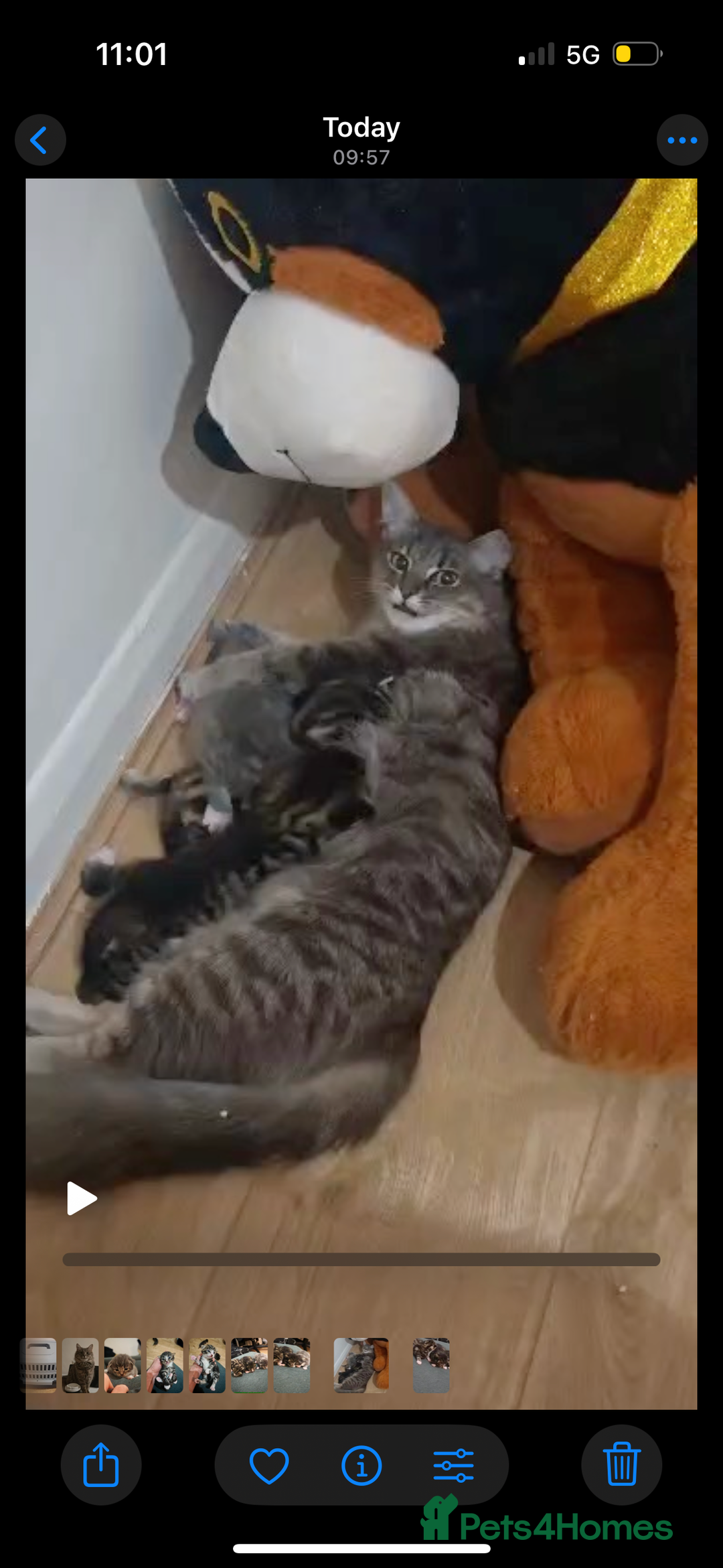 British Longhair cats for sale: 3 kittens ready for new home  - Image 8