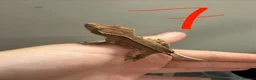 Gecko reptiles for sale: 12 x Crested Gecko babies - Advert 8