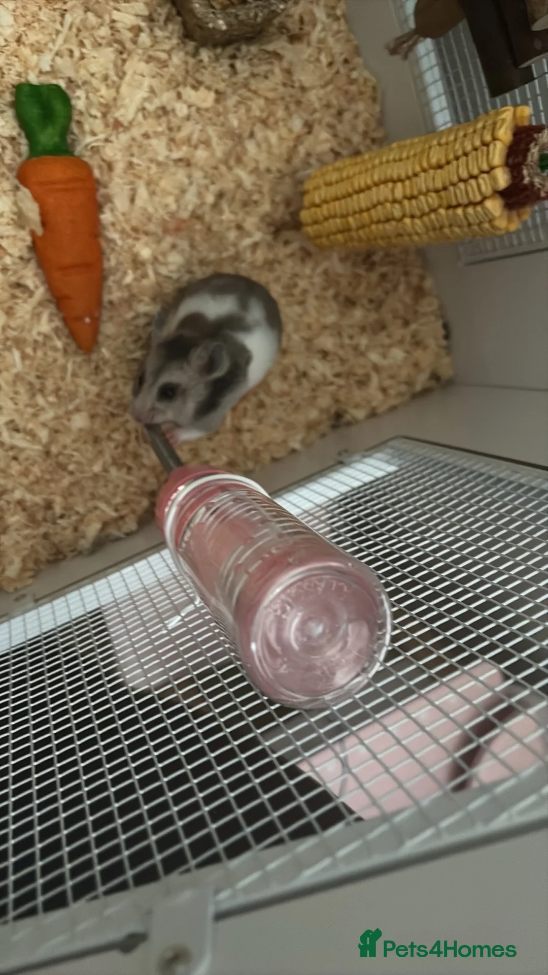 Hamster rodents for sale: Syrian hamster female  in Nuneaton - Advert 2
