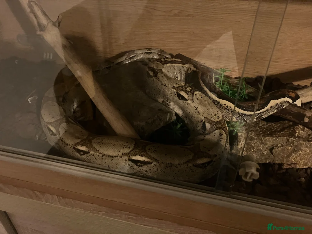 Boa Snake reptiles for sale: Boa constrictor  in Ipswich - Advert 1