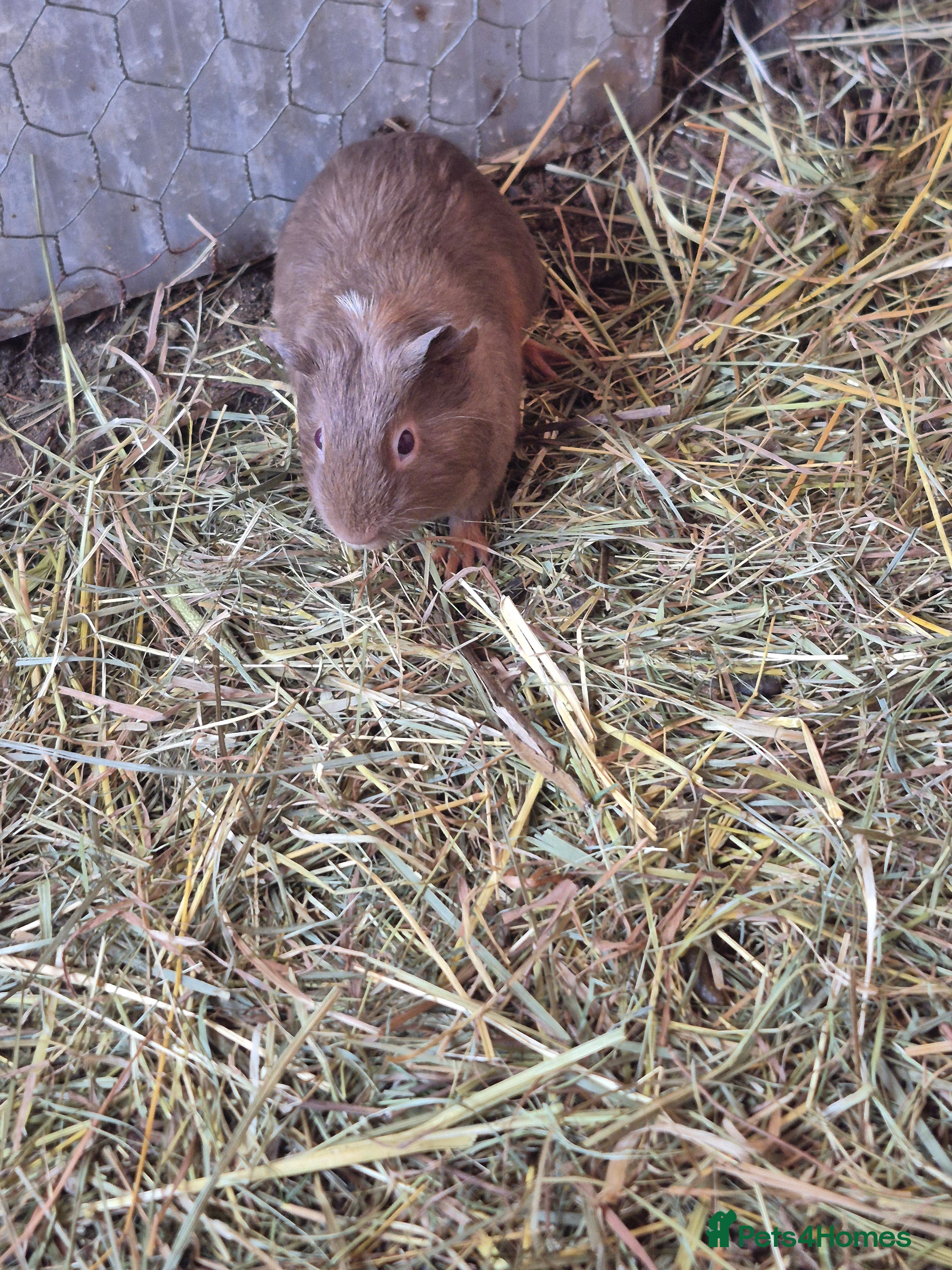 Guinea Pig rodents Baby Guniea Pigs  - Advert 8