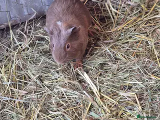 Guinea Pig rodents Baby Guniea Pigs - Advert 8