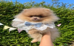 Pomeranian dogs for sale: Stunning pick of the litter Pomeranian Boy - Image 15