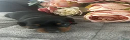 Miniature Dachshund dogs for sale: Beautiful well socialised Miniature Dachshunds in Tamworth - Advert 14