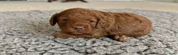 Cockapoo dogs for sale: Toy Cockapoo Pups, Beautiful Family Line - Advert 5