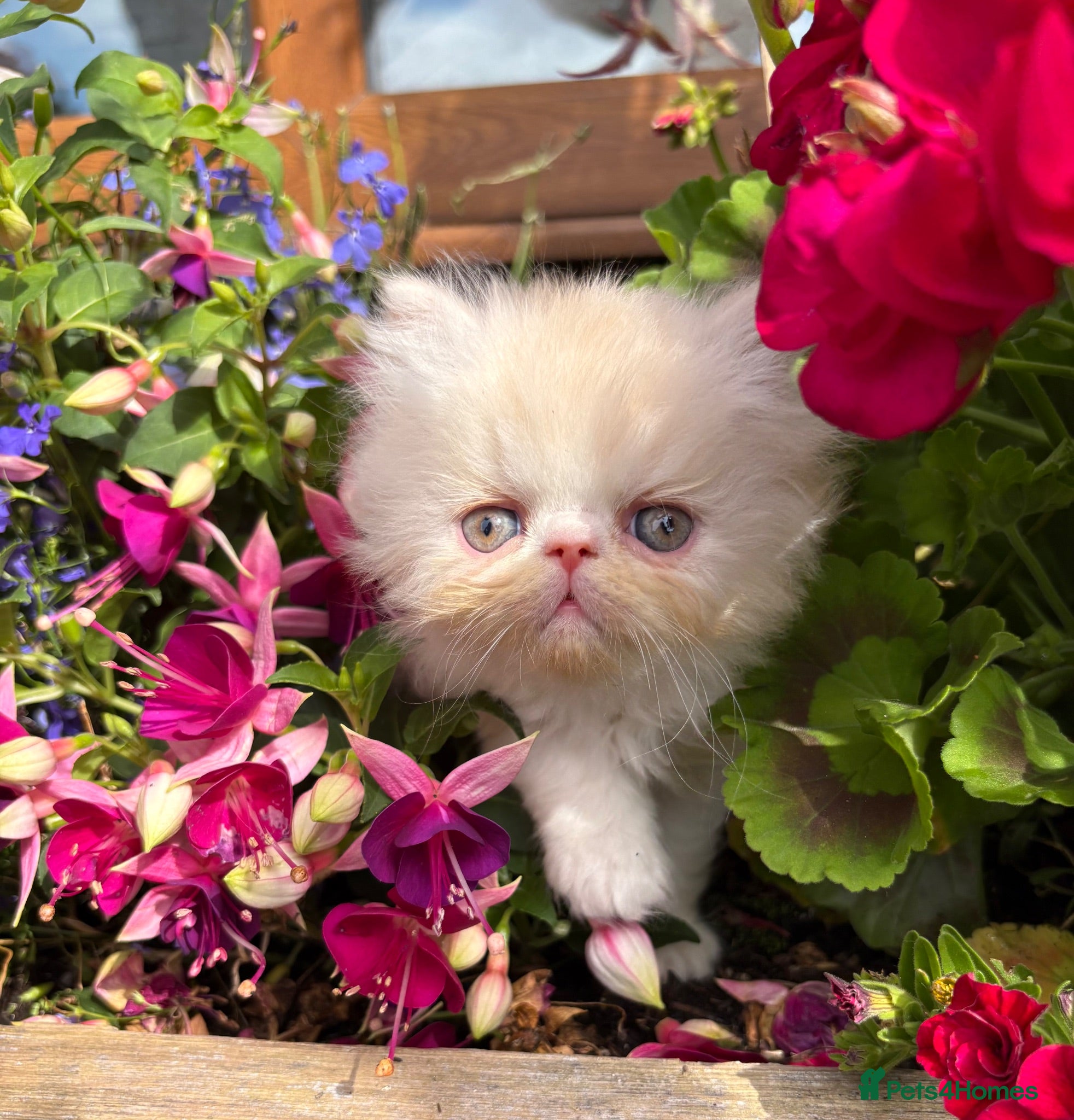 Exotic cats Exotic male kittens  - Advert 1