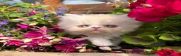 Exotic cats for sale: Exotic male kittens  - Advert 4