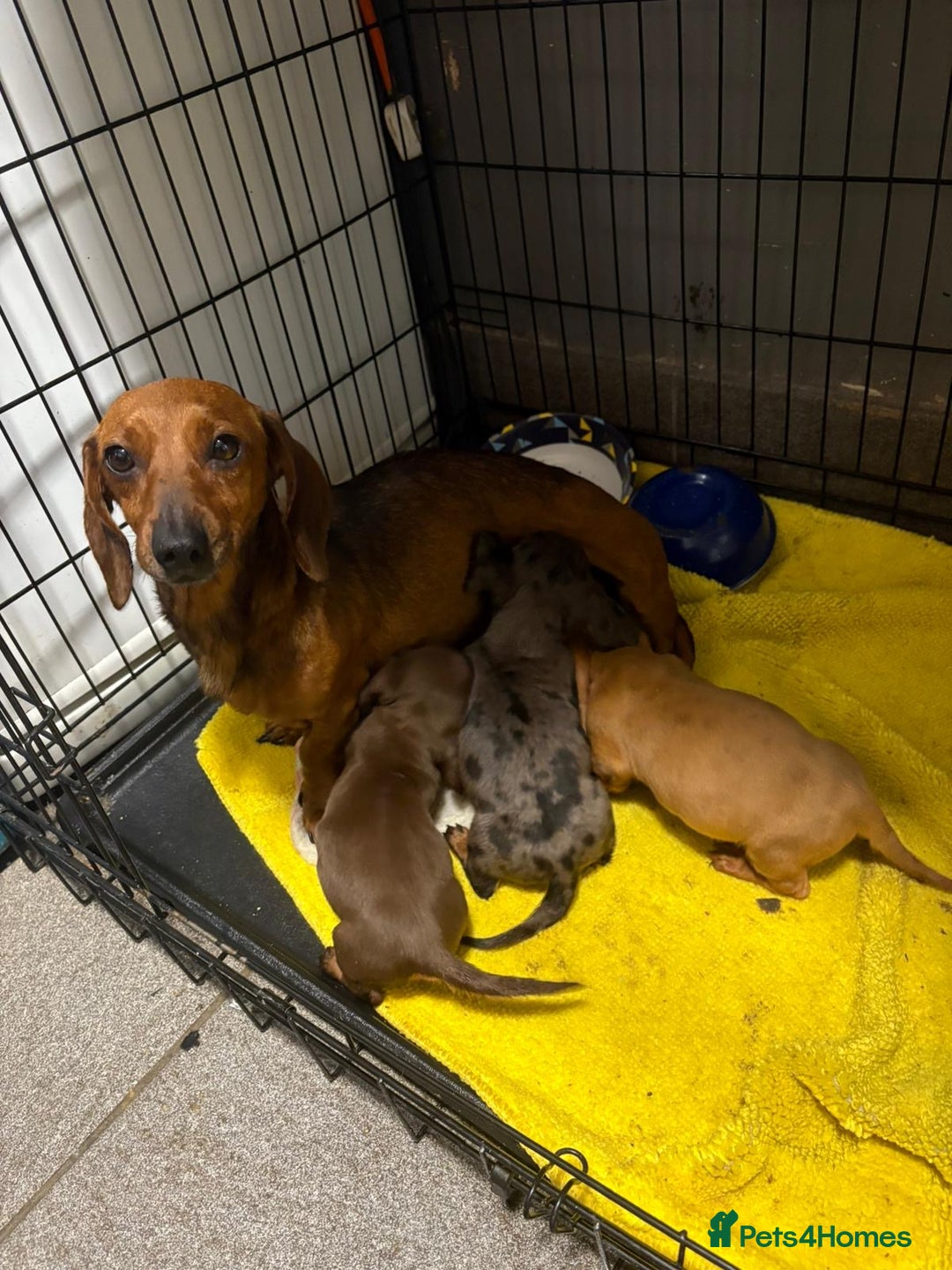 Dachshund dogs for sale: Dachshund puppies  - Advert 2