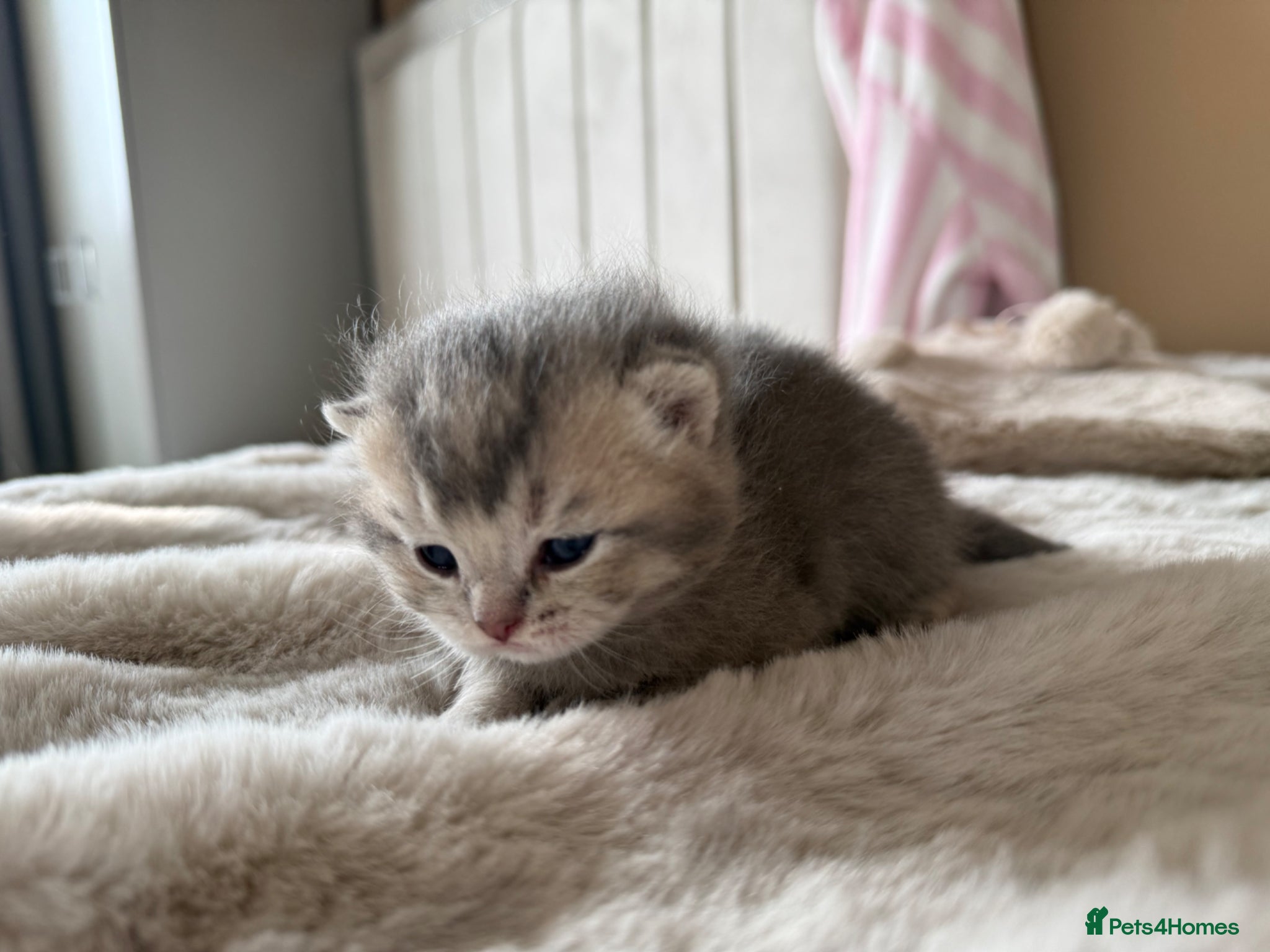 Scottish Fold cats Stunning Scottish fold/Scottish straight kittens🥰 - Advert 1