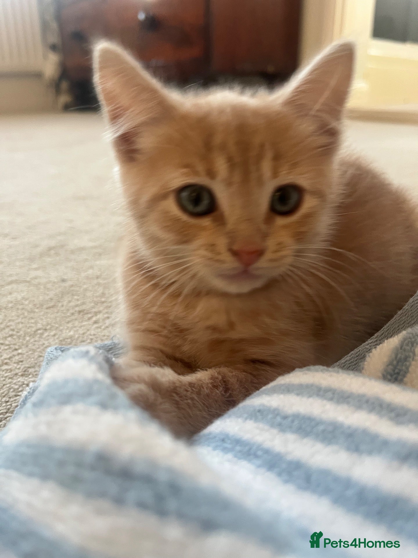 Ragdoll cats Handsome very affectionate ginger boy kitten  - Advert 8