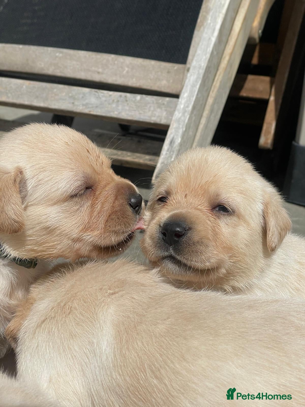 Labrador Retriever dogs Show bred Labrador puppies (parents health tested) - Advert 18