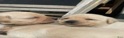 Labrador Retriever dogs for sale: Show bred Labrador puppies (parents health tested) - Advert 2