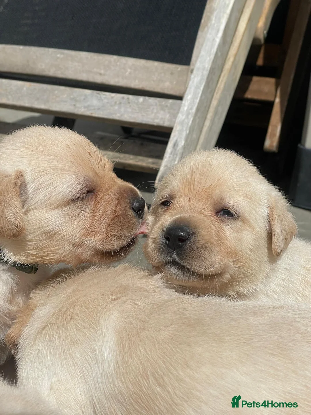 Labrador Retriever dogs for sale: Show bred Labrador puppies (parents health tested) - Advert 2
