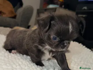 Chihuahua dogs Long coat chihuahua - Advert 1