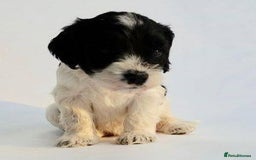 Cockapoo dogs for sale: Cockerpoo pups 2 left health tested parents  - Image 1