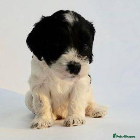 Cockapoo dogs for sale - Advert 1