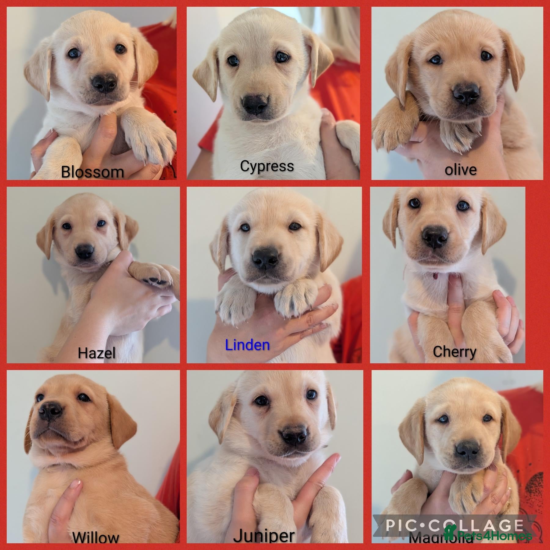 Labrador Retriever dogs Working lines including champions in pedigree Labs - Advert 1