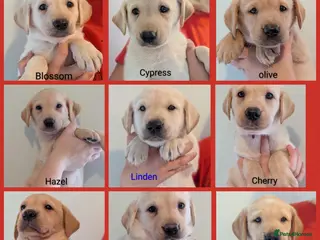 Labrador Retriever dogs Working lines including champions in pedigree Labs - Advert 1