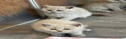 British Shorthair cats for sale: Beautiful Lilac British Shorthair, Registered - Advert 5