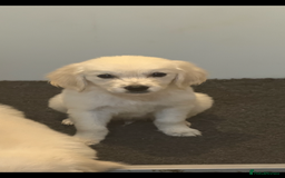 Golden Retriever dogs for sale: Beautiful Golden retriever puppies - Image 3