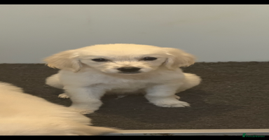 Golden Retriever dogs - Advert 13