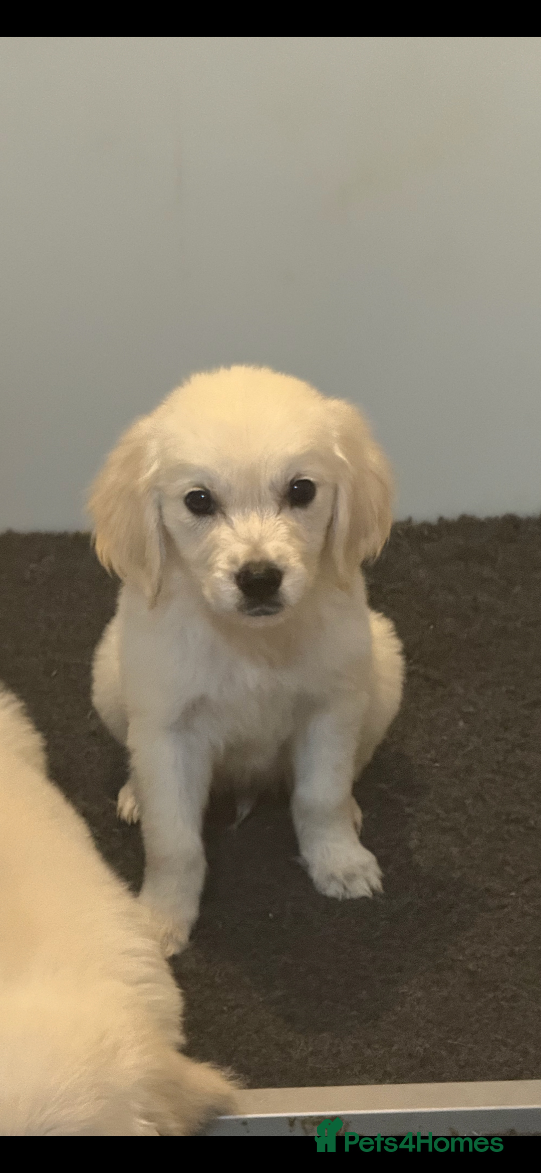 Golden Retriever dogs for sale: Beautiful Golden retriever puppies - Image 3