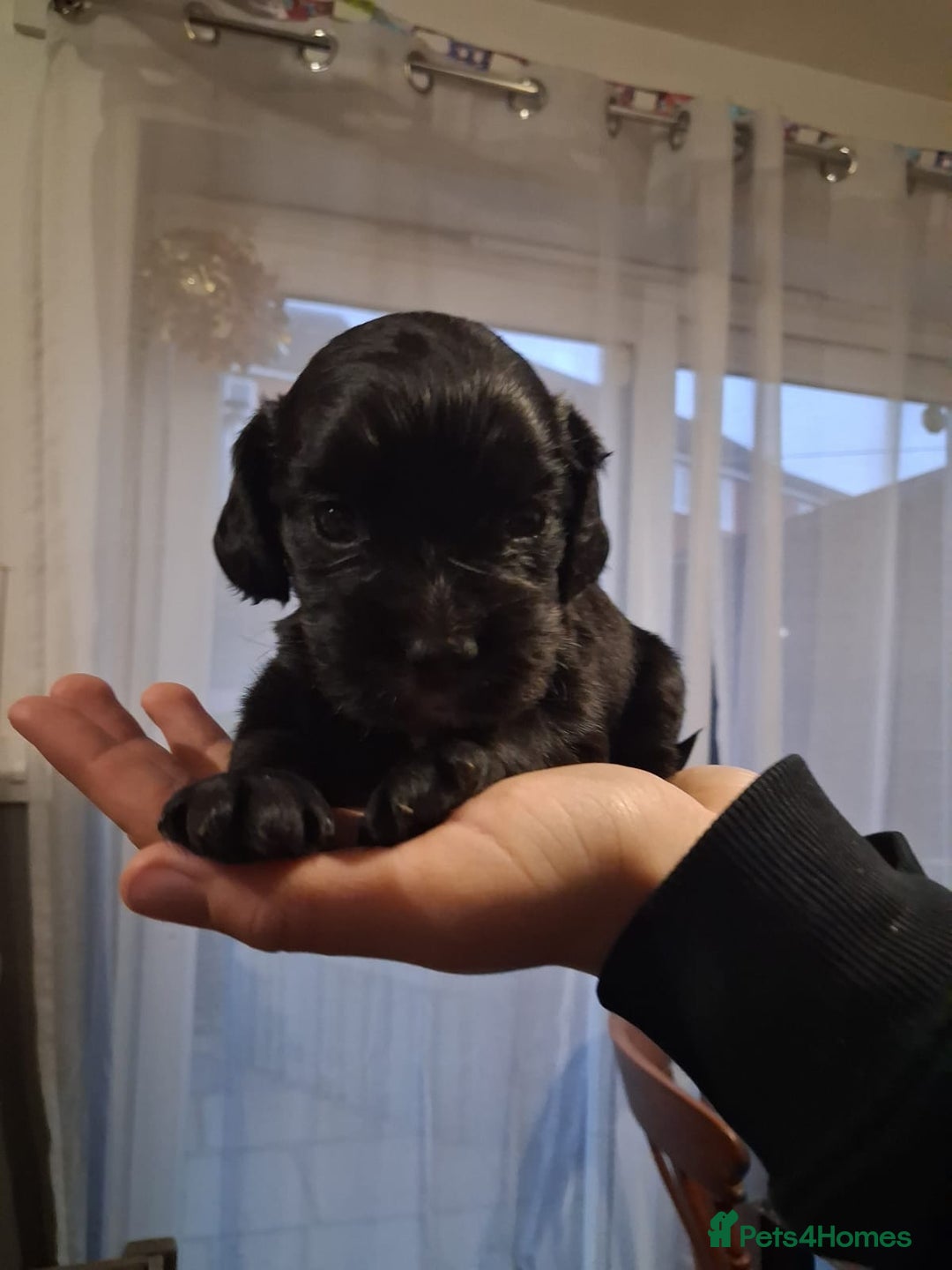 Cocker Spaniel dogs for sale: Cocker spaniel puppy for sale  - Advert 7