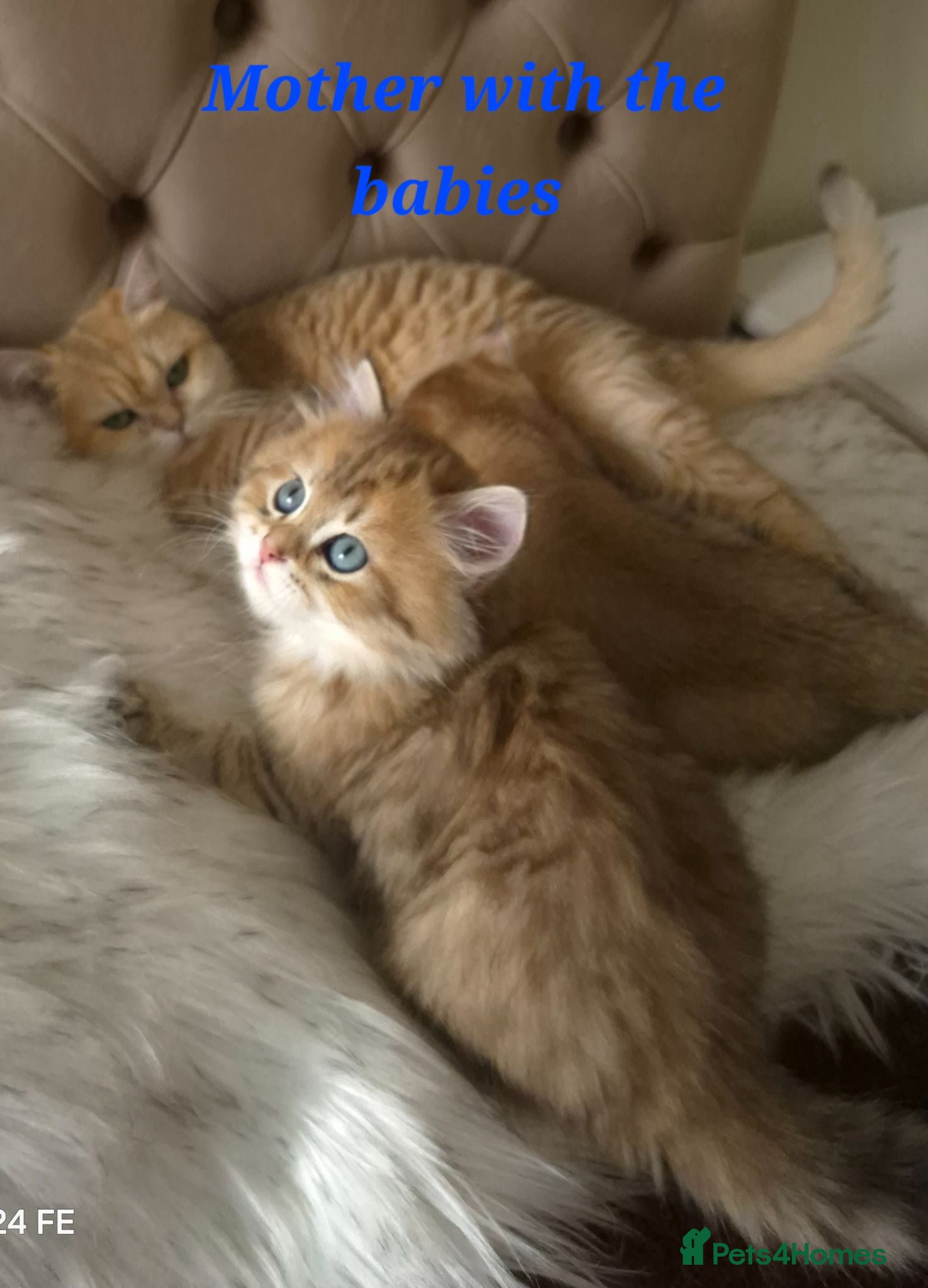 British Longhair cats British Longhair/Shorthair black golden shaded  - Advert 1