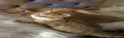 British Longhair cats for sale: British Longhair/Shorthair black golden shaded  - Advert 1