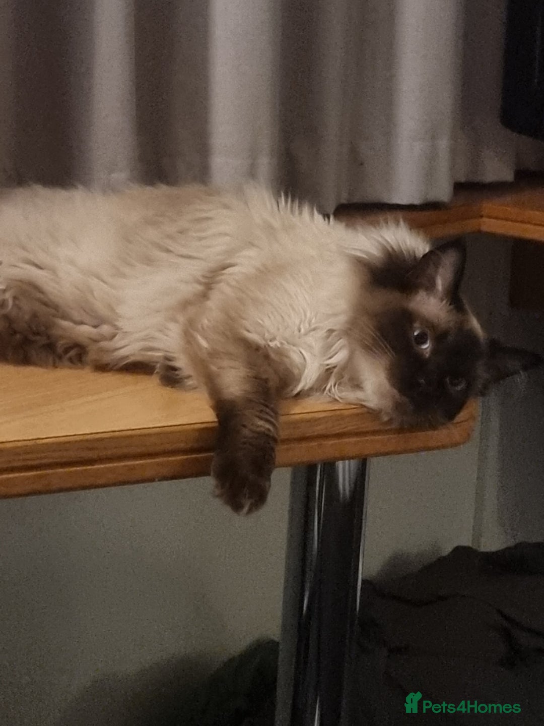 Ragdoll cats for stud: Ollie - Ragdoll Stud Available - Playful & Loving - Image 8