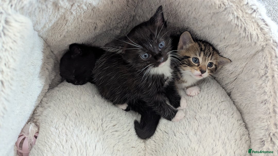 Mixed Breed cats for sale: Beautiful kittens.  - Image 4