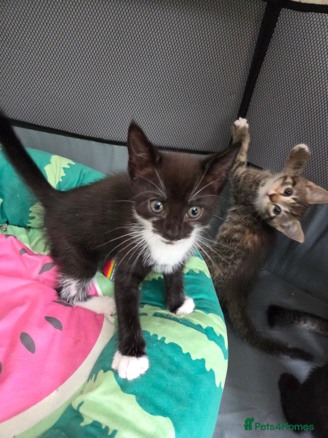 Mixed Breed cats for sale: 🐾Last Kitten – Black & White Boy Ready Now🐾 - Image 2