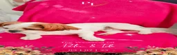 Shih Tzu dogs for sale: Shih tzu puppies  - Advert 2