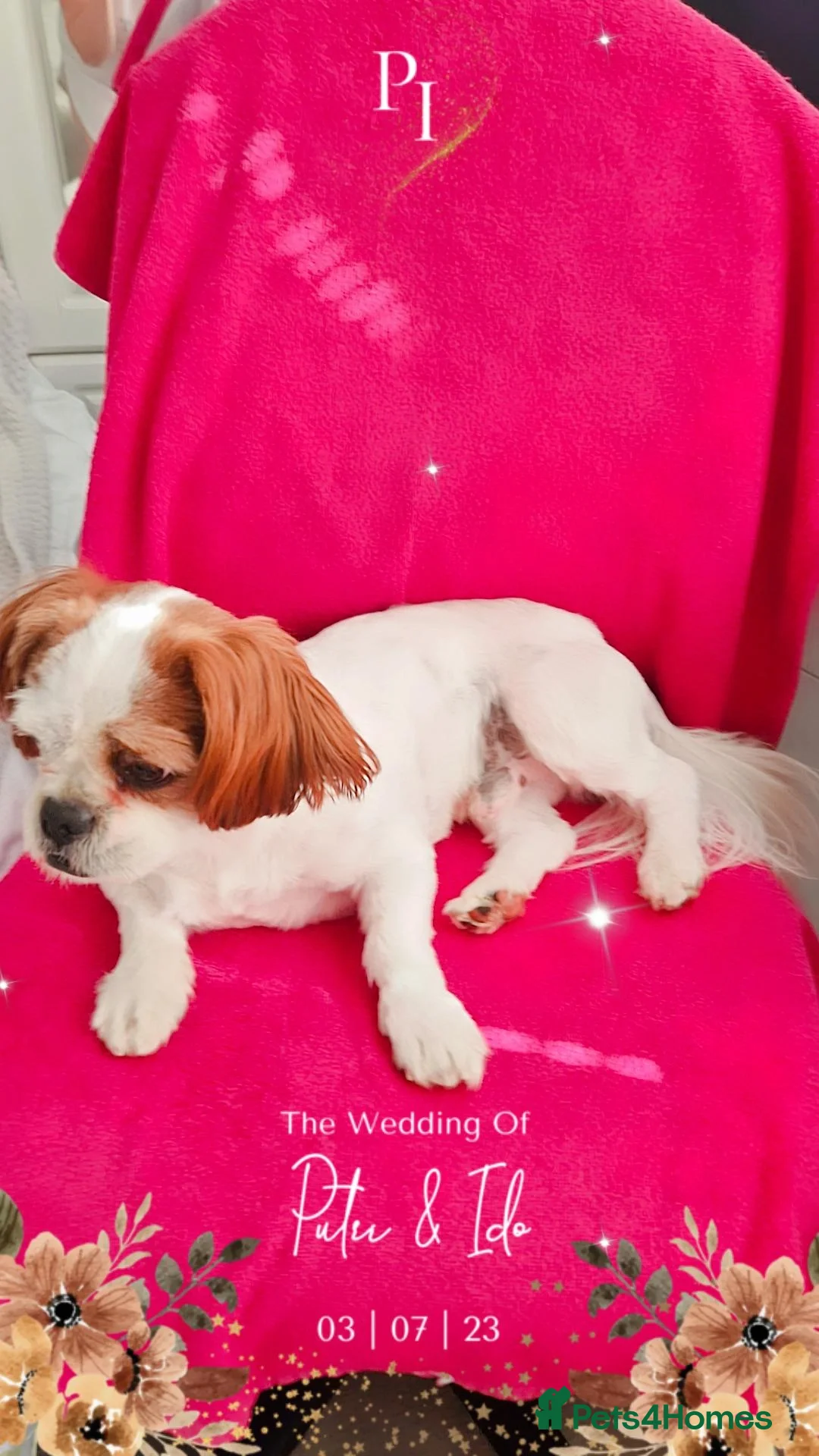 Shih Tzu dogs for sale: Shih tzu puppies  - Advert 2