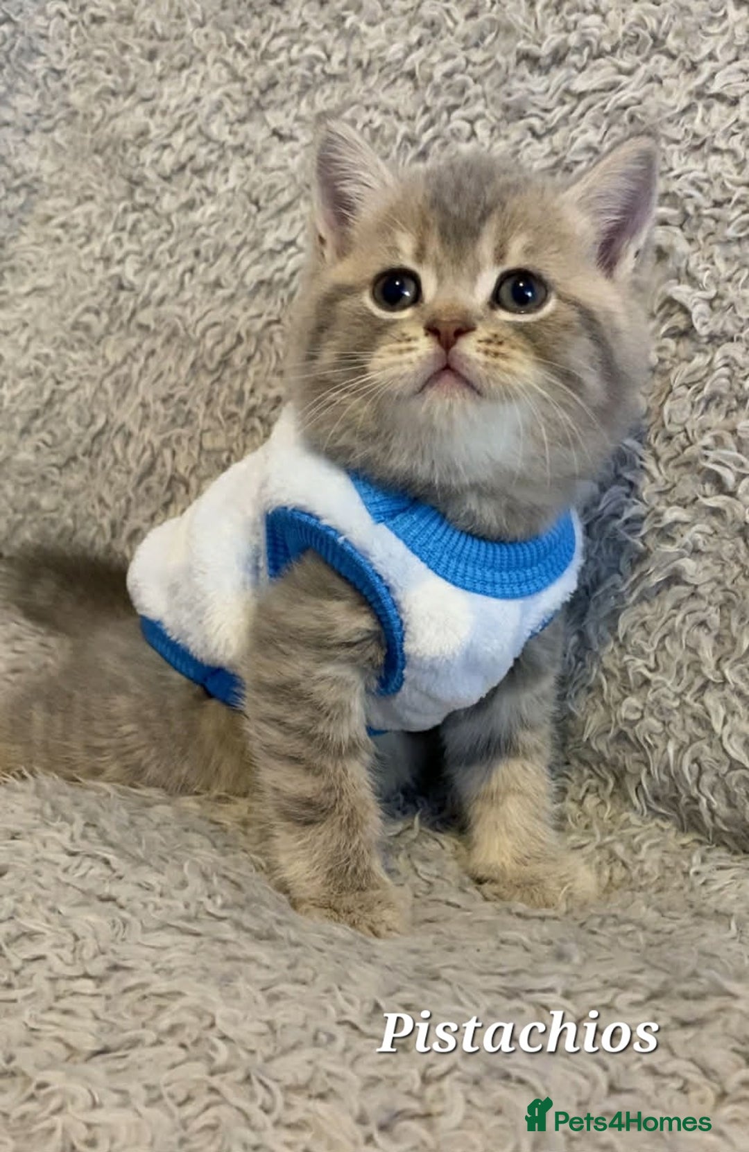 British Shorthair cats for sale: Left 1 boy only (British Shorthair) - Advert 22