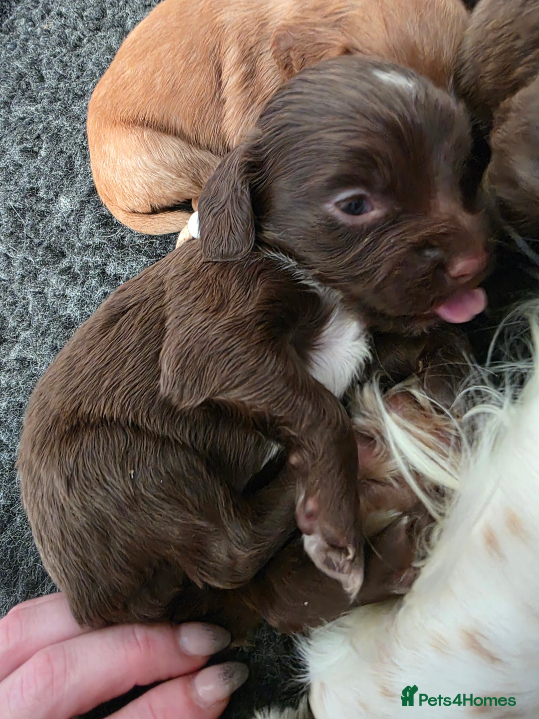 Cocker Spaniel dogs for sale: Beautiful Spaniel pups! - Advert 38