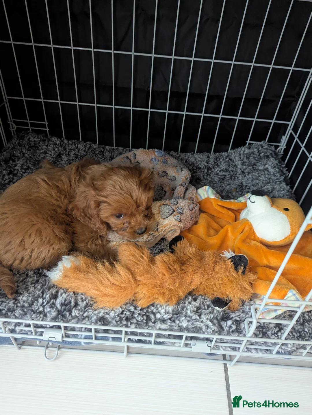 Cavapoo dogs for sale: Red F1 Cavapoo - Advert 2