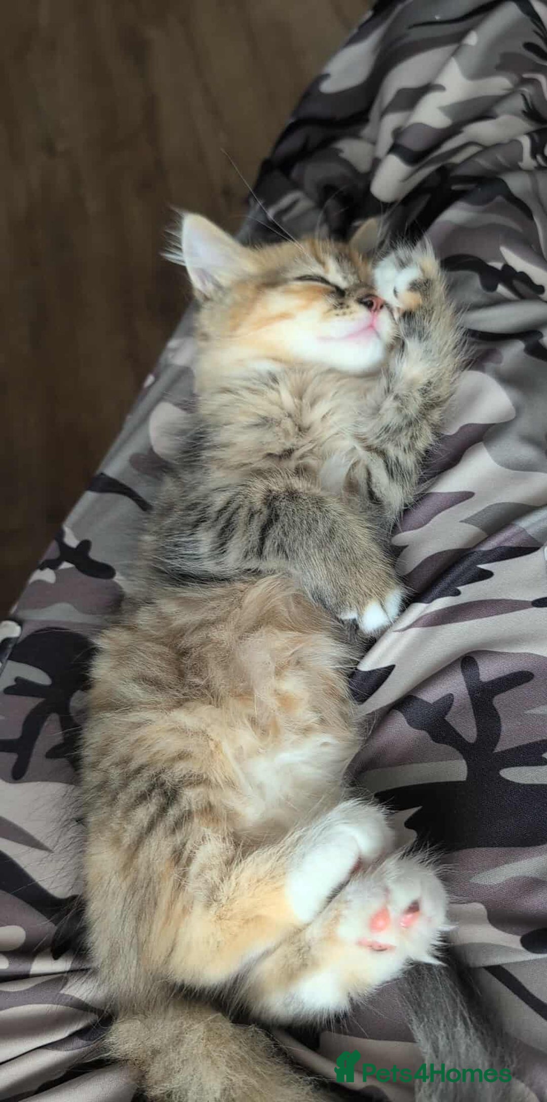 British Longhair cats for sale: 4 Longhaired British mix Kittens  - Image 13