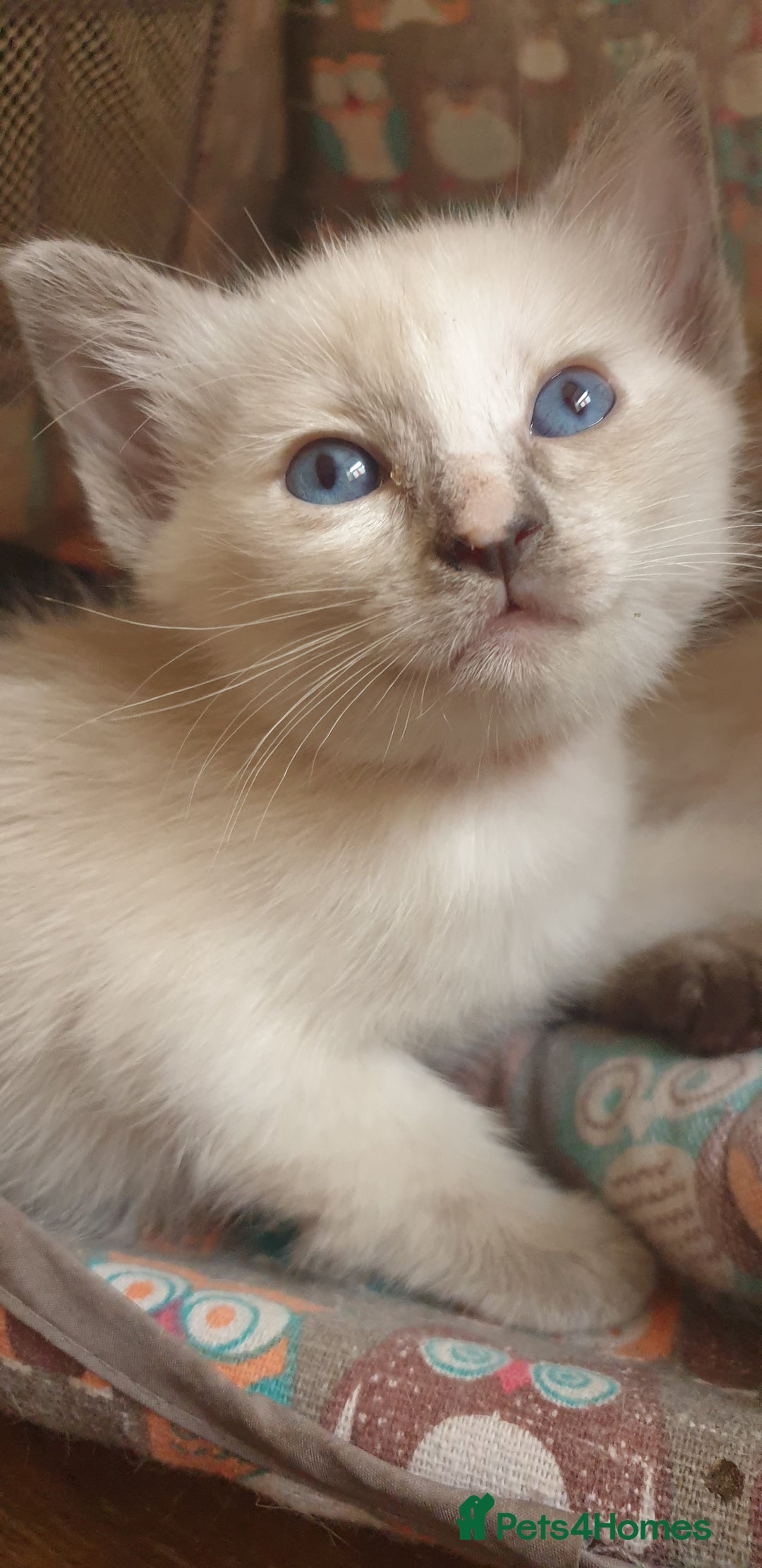 Ragamese cats for sale: Beautiful Ragamese Kittens  - Advert 25