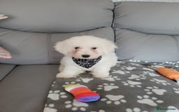 Bichon Frise dogs for sale: Last boy bichon frise pup 🩵 11 weeks old  - Image 1