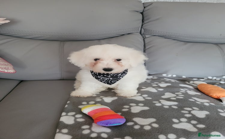 Bichon Frise dogs - Advert 1