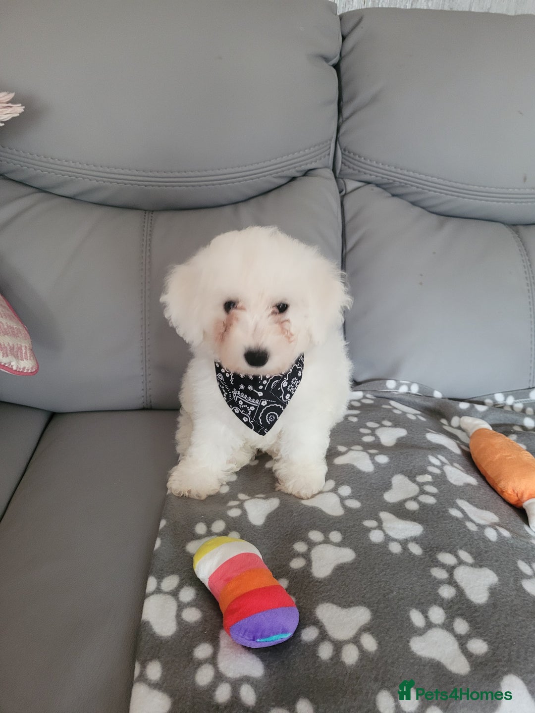 Bichon Frise dogs for sale: Last boy bichon frise pup 🩵 11 weeks old  - Image 1