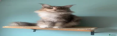 Maine Coon 1